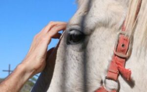 horse-photo-central-florida-ag-news-400x250