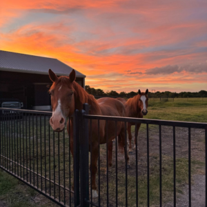 Bo and Rico Say Good Morning